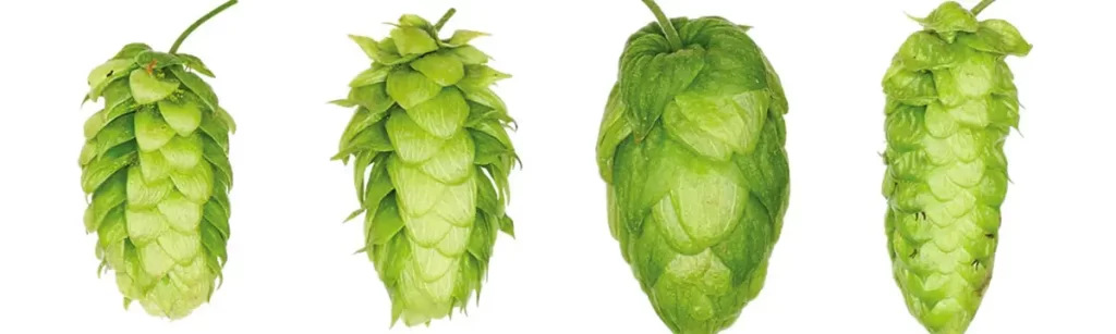 Ingredientes básicos da cerveja-4 tipos de lúpulos para diferentes estilos de cervejas